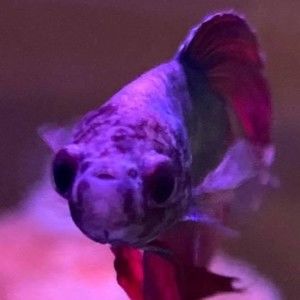 Meet your Posher, Kristina